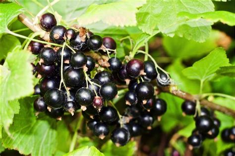 It's time to make Creme de Cassis - Wine Alchemy