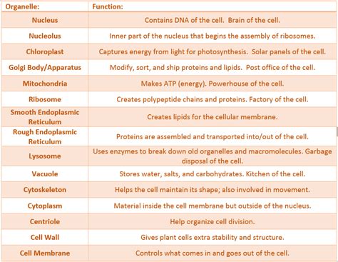 Cell Organelle — Types & Functions - Expii