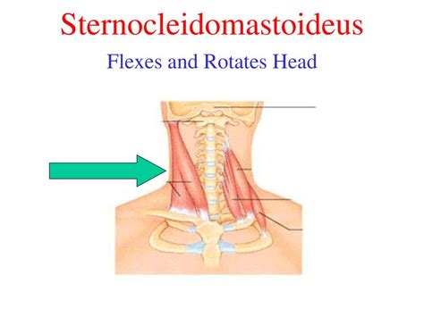 The Muscular System. - ppt download