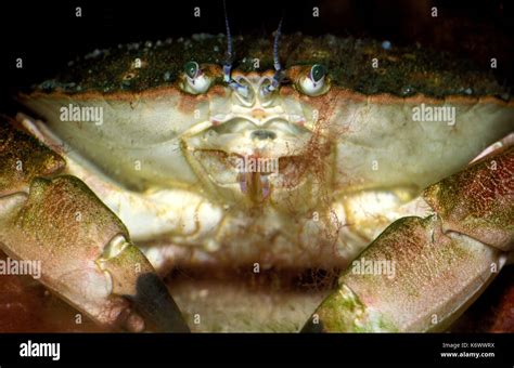 Shore crab, Carcinus maenas, close up showing eyes and mouthparts ...