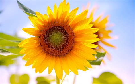 wallpaper: Sunflowers Desktop Wallpapers