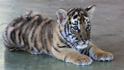 Cute Baby Tiger Wallpaper (68+ images)