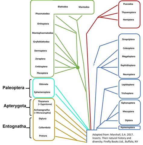 Introduction – UNBC BIOL 322, Entomology