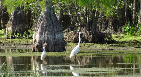 Things to do in Louisiana Cajun Country :: Book Swamp Tours