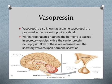 PPT - Vasopressin PowerPoint Presentation, free download - ID:1929981