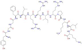 Dynorphin A (Human, 1-13) | Molecular Depot