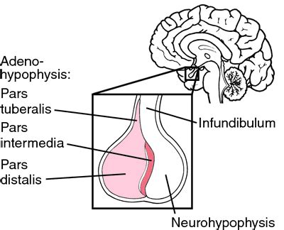 Adenohypophysis | definition of adenohypophysis by Medical dictionary