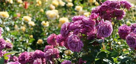 Growing Kordes Roses - Dave's Garden