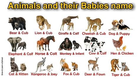 Animals and their Babies - Animals and their Young Ones - Educational video for kids - Animals ...