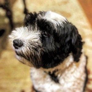 Oreo the Dog - Age, Family, Bio | Famous Birthdays