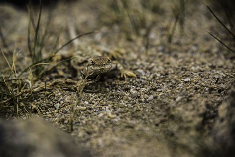 Wildlife in Ladakh – Abhishek Deepak