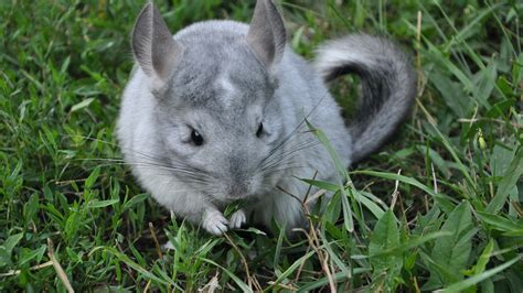 Long-Tailed Chinchilla | BREC's Baton Rouge Zoo