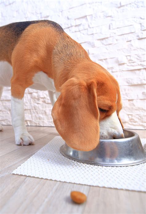 Diabetic Dog Food – What’s the Best Choice for Your Pet?