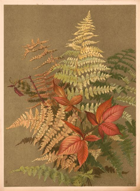 6 Fern Pictures - Vintage Botanicals! - The Graphics Fairy