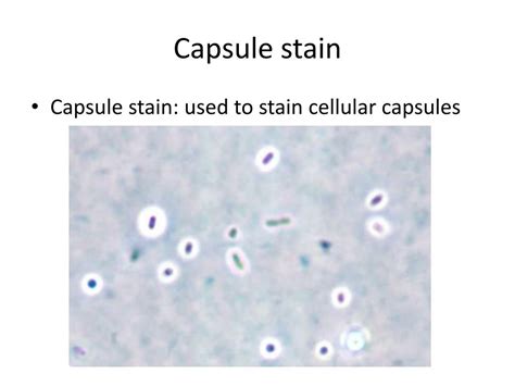 PPT - Classification, Microscopy, Staining PowerPoint Presentation, free download - ID:6508441