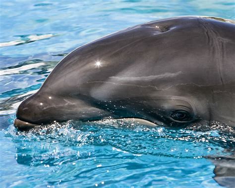 Scientists discover rare dolphin-whale hybrid near Hawaii - Weird News, Santa Fe, NM