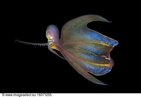 Pelagic female Blanket Octopus Pelagic female Blanket Octopus, Tremoctopus species, in full ...