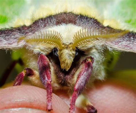 On the Subject of Nature: Luna Moth