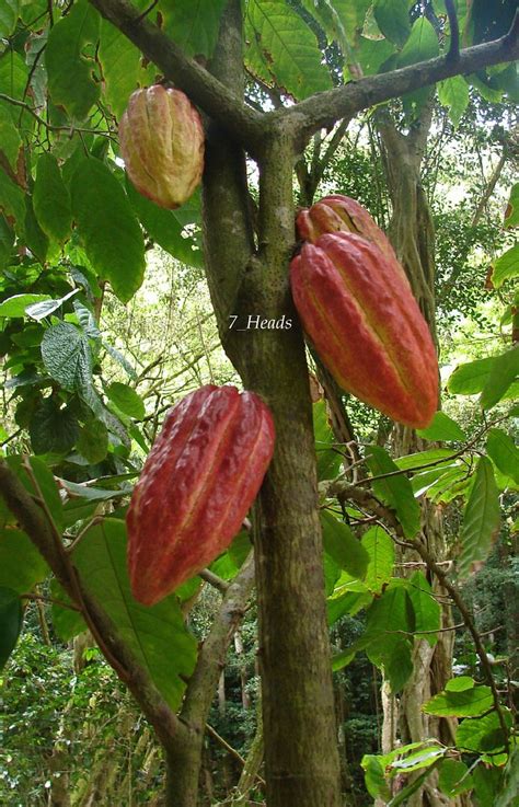 Polynesian Produce Stand : ~Chocolate Tree~ Theobroma Cacao CRIOLLO ...