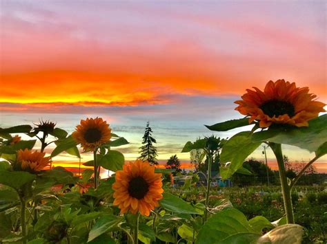 Mountain View Farm - Eat Local First