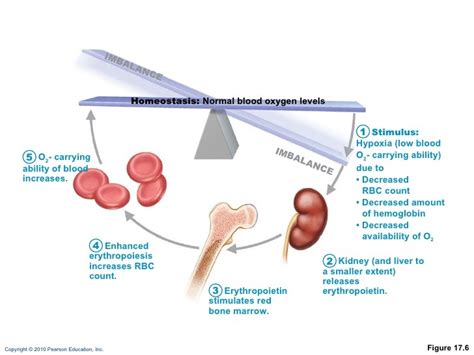 ERYTHROPOIETIN MECHANISM FOR REGULATING ERYTHROPOIESIS Diagram | Quizlet