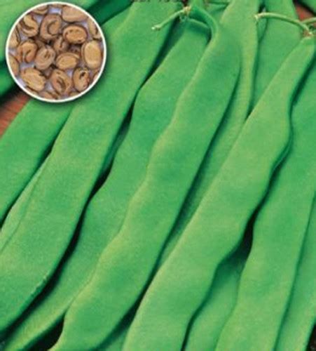 Pole Bean Posena – Weston seed