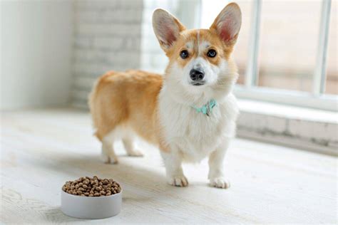 How Much to Feed a Corgi (Feeding Chart & Guide)