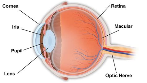 Science Class 5EP: SENSE OF SIGHT