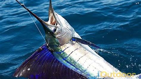 South Florida Sailfish Fishing Charter out of Pompano Beach