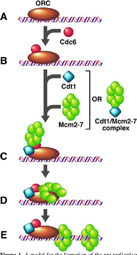 [PDF] Cdt1 and geminin: role during cell cycle progression and DNA damage in higher eukaryotes ...