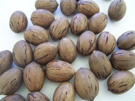 Pecan Nuts Free Stock Photo - Public Domain Pictures
