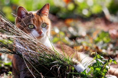 cat, Nature, Animals Wallpapers HD / Desktop and Mobile Backgrounds