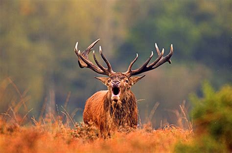 Deer Species - The British Deer Society