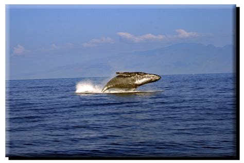 Molokai Humpback Whale Breach on Canvas – Phenomenal Photos Maui