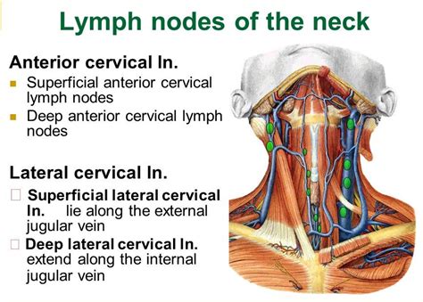 Lymph Nodes In Neck Diagram Location