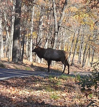 Lone Elk Park (Saint Louis) - 2021 Qué saber antes de ir - Lo más comentado por la gente ...