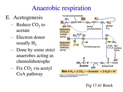 Anaerobic Respiration Examples | embracetutoring.com