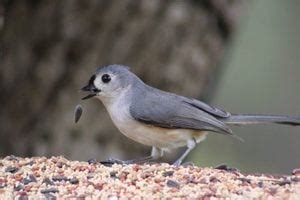 Bird Feeding 101: Why Feed Birds? - Birds and Blooms