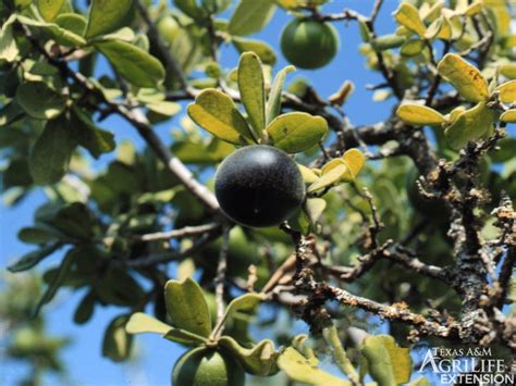 Plants of Texas Rangelands » Texas persimmon