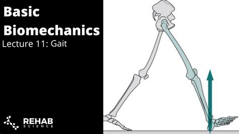 Biomechanics Lecture 11: Gait - YouTube