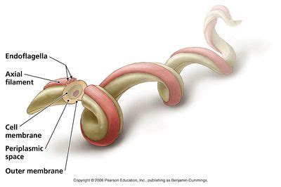 Borrelia burgdorferi NEU2011 - microbewiki