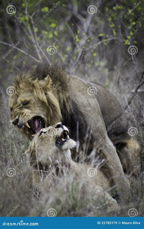 LionÂ´s couple stock image. Image of animal, grass, ferocious - 22785179