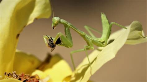 What Does Praying Mantis Eat? | Information and Facts - peSTopped