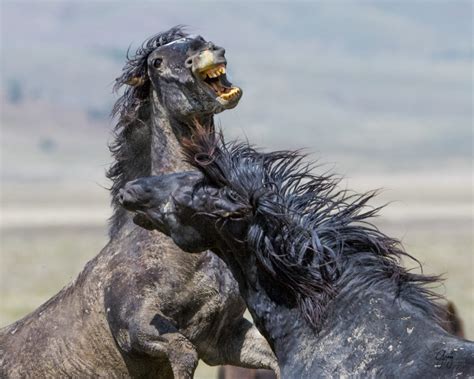 Wild Horses Fighting - Onaqui Herd - Photography of Wild Horses ...