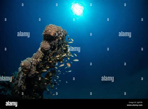 Coral reef scenery Stock Photo - Alamy