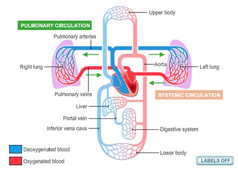 Circulatory System Diagram | New Health Advisor