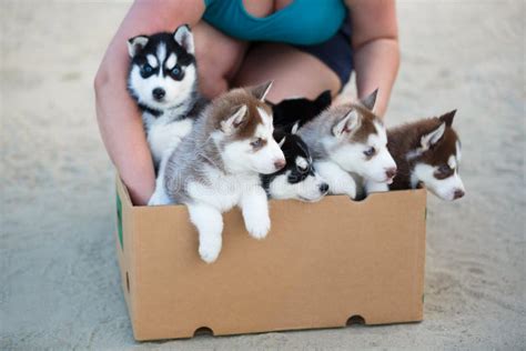 Puppies in the box stock image. Image of portrait, people - 75294987