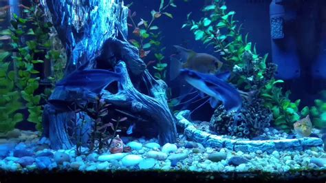 Iridescent Shark Freshwater Aquarium - YouTube