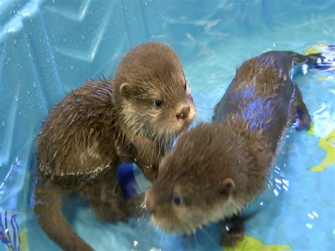 SPLASH! Wildlife World Zoo's Baby Otters Have First Swim Lesson - ABC15 ...