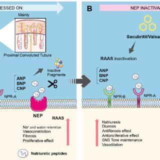 (PDF) Neprilysin: A Potential Therapeutic Target of Arterial Hypertension?